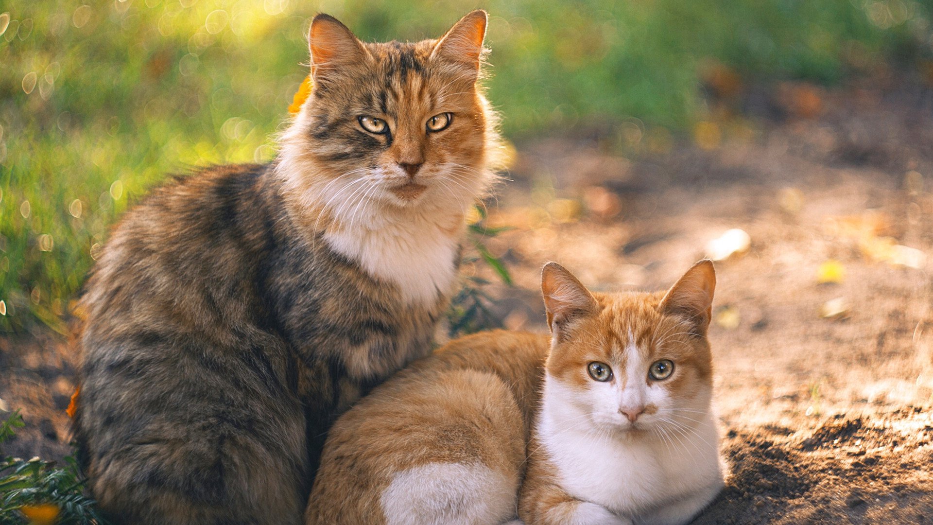 职业球员顶薪待遇是否合理反映能力差异,足球顶薪球员