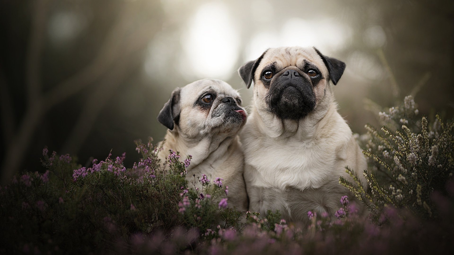 西雅图新星闪耀,迎战PSG信心十足,西雅图king county