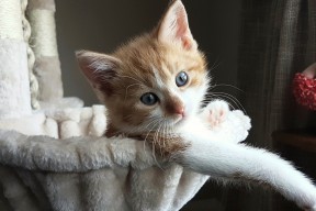 开云真人娱乐官网-国家队整体实力提升缓慢，国家队之