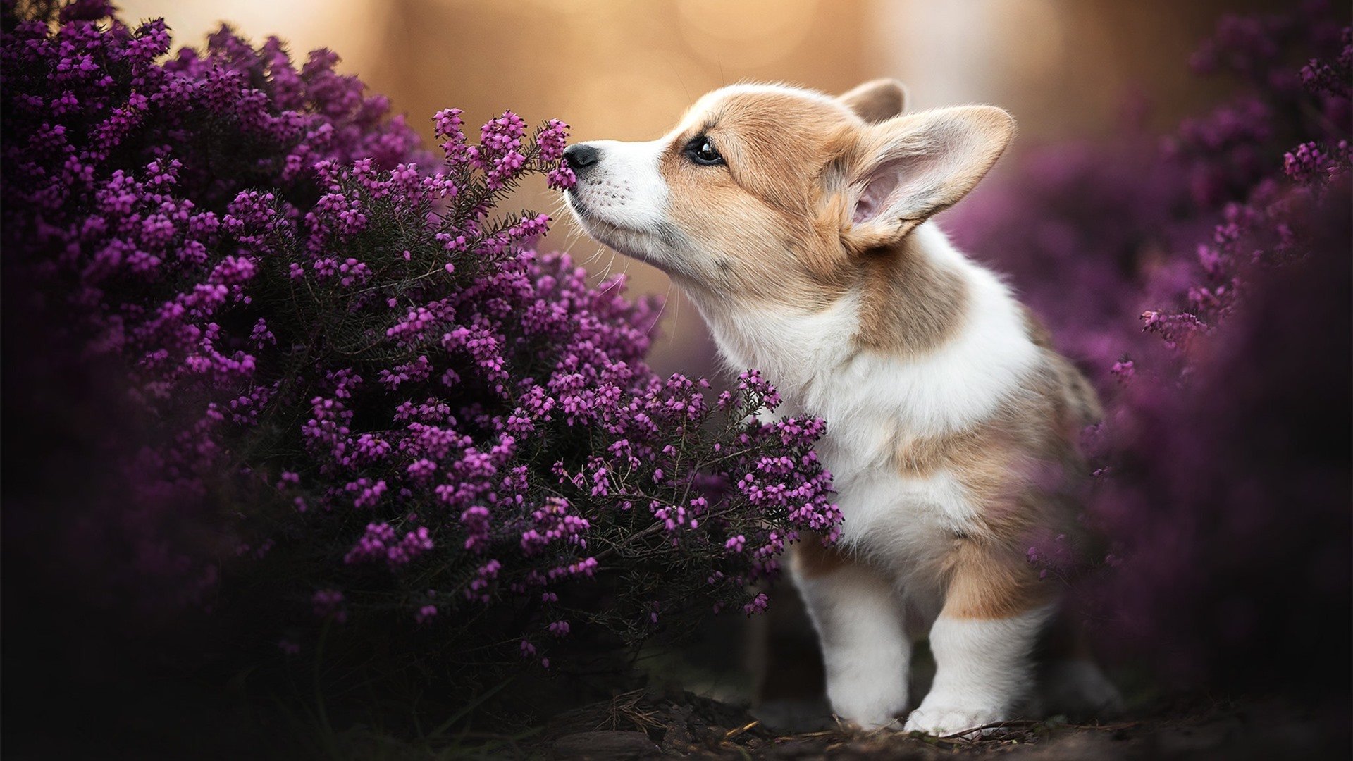 “尼古拉斯·桑特基的精准罚球与领袖气质，帮助阿根廷美洲狮队屡创佳绩”